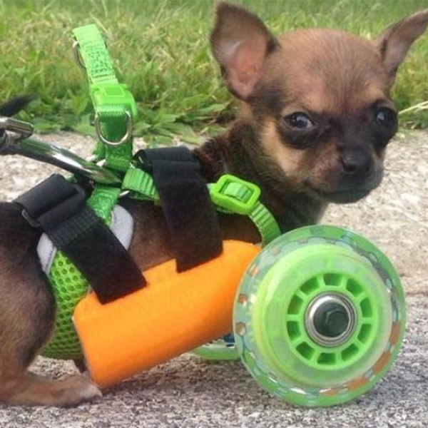 Microsoft, GoPro, алгоритм, Протез, напечатанный на 3D-принтере, помог собаке снова начать ходить