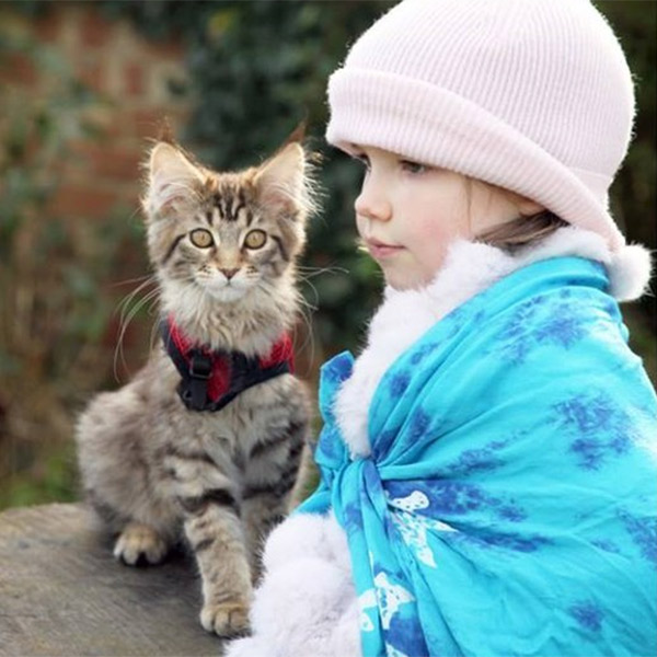 психология, животные, медицина, кошка, Как кошка Тула помогает девочке с аутизмом