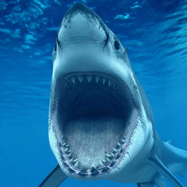 Биология,природа,животные,фауна,эволюция, 45 фактов об акулах