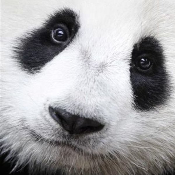 природа,биология,животные,эволюция, Тайна века: почему панды чёрно-белые?