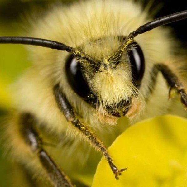 животные,климат, Замечено массовое исчезновение всех насекомых мира
